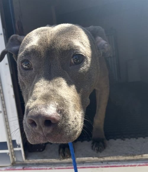Photo of Stray Hold, adoptable Pit Bull Terrier in Killeen, Texas