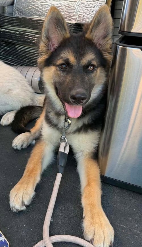 Photo of Miss B, adoptable German Shepherd Dog in Irvine, California