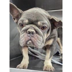 Photo of Greta, adoptable French Bulldog in San Bernardino, California