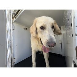 Photo of Shiloh, adoptable Golden Retriever in Jurupa Valley, California