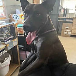 Photo of Arlo, adoptable Labrador Retriever in Washington, Georgia