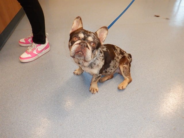 Photo of Senior French Bulldog, adoptable French Bulldog in San José, California