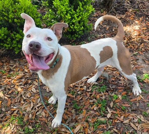 Photo of Rocket, adoptable American Staffordshire Terrier in Ocala, Florida