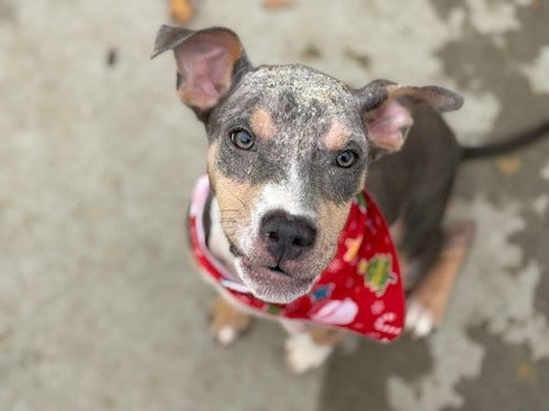 Photo of Dan, adoptable Pit Bull Terrier in Tulsa, Oklahoma