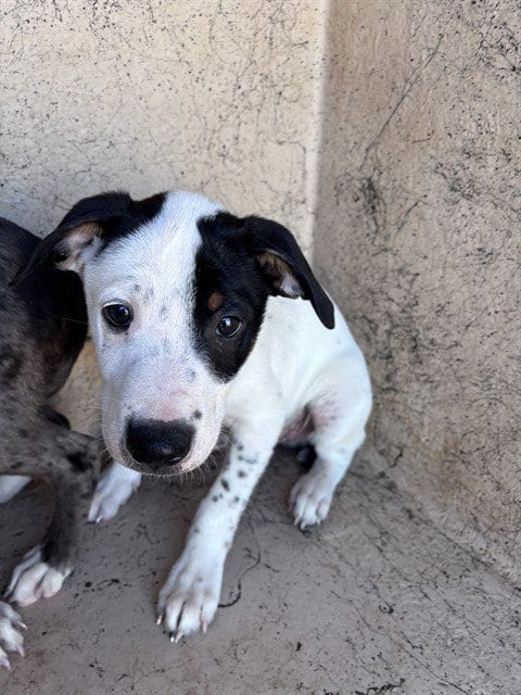 Photo of A481452, adoptable Catahoula Leopard Dog in Oklahoma City, Oklahoma