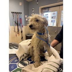 Photo of Billy, adoptable Terrier (Unknown Type, Medium) in Jurupa Valley, California