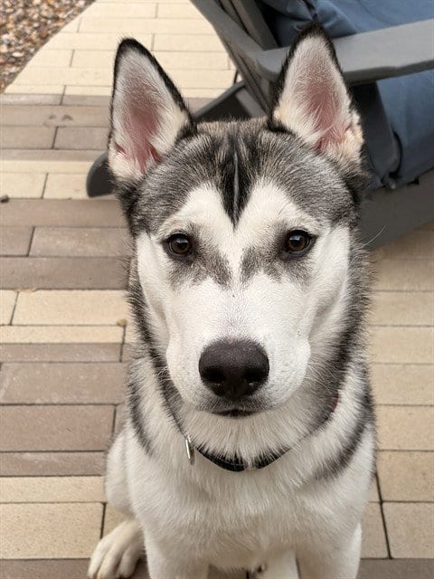 Photo of Jefe, adoptable Siberian Husky in Mesa, Arizona