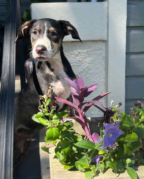 Photo of Motley, adoptable Hound in Mobile, Alabama