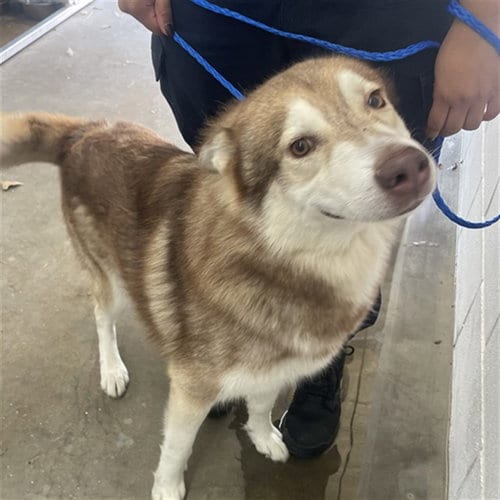 Photo of Alucard, adoptable Siberian Husky in Killeen, Texas