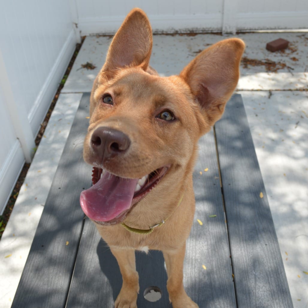 Photo of Hemi, adoptable Shepherd, German / Mixed Breed (Large)