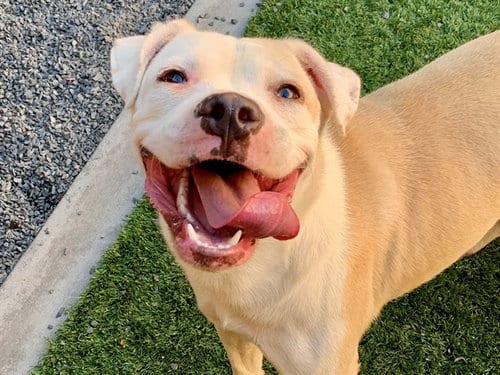 Photo of Izzy, adoptable Pit Bull Terrier in Moreno Valley, California