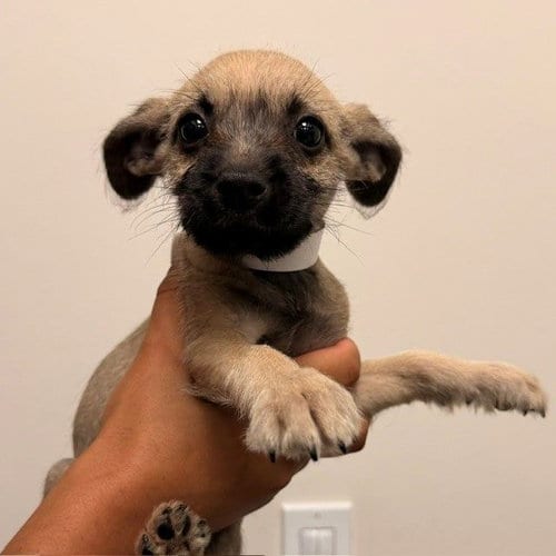 Photo of Celeste, adoptable Unknown breed in Rancho Santa Fe, California