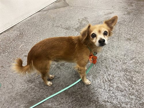 Photo of Teriyaki, adoptable Chihuahua in Phoenix, Arizona