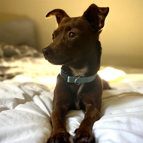 Photo of Rarity, adoptable Chihuahua in Alameda, California