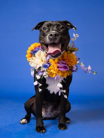 Photo of Gretchen, adoptable dog in Atlanta, Georgia
