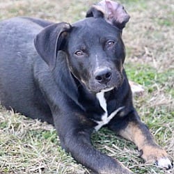 Photo of McGuire, adoptable Labrador Retriever in East Hartford, Connecticut