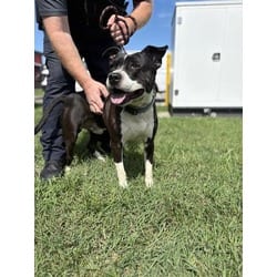 Photo of Polo, adoptable Mixed Breed (Medium) in New Castle, Delaware