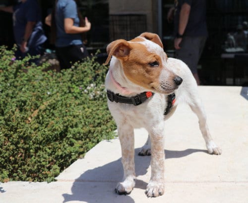 Photo of Ruby Doobey, adoptable Red Heeler in Pflugerville, Texas