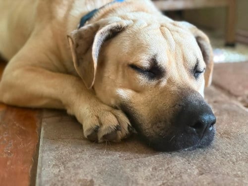 Photo of Socrates (1yo, 46lbs), adoptable Labrador Retriever in Hinton, West Virginia