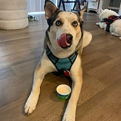 Photo of Teddy, adoptable Husky Labrador Retriever in Boulder, Colorado