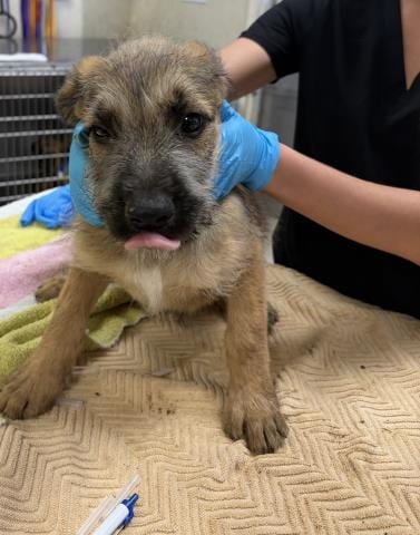 Photo of Tommy, adoptable Terrier in Riverside, California