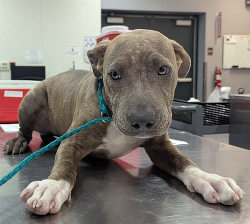 Photo of A1936304, adoptable Pit Bull Terrier in Thousand Palms, California
