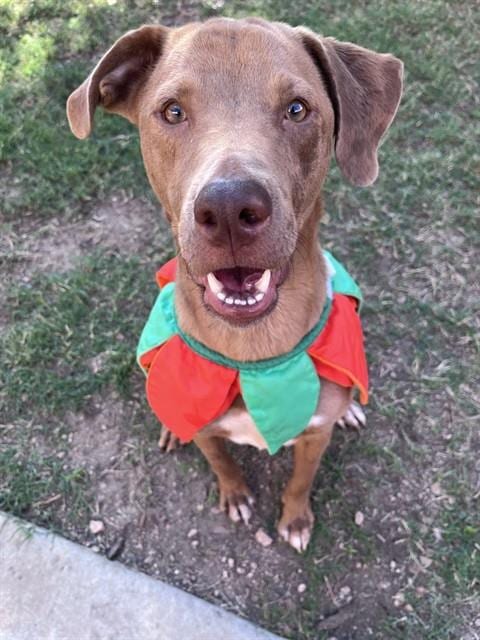 Photo of Rascal, adoptable Catahoula Leopard Dog in Plano, Texas