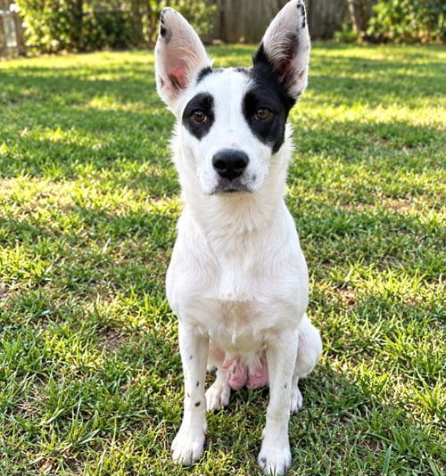 Photo of Ally, adoptable Border Collie in Mobile, Alabama