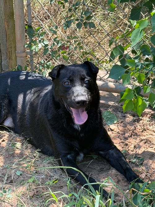 Photo of Barkley, adoptable Black Labrador Retriever in Jackson, Mississippi