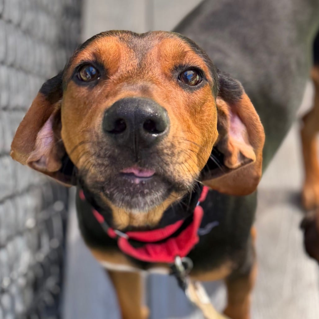 Photo of Daryl, adoptable Mixed Breed (Medium)