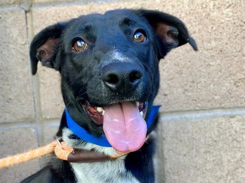 Photo of Clark, adoptable German Shepherd Dog in Moreno Valley, California