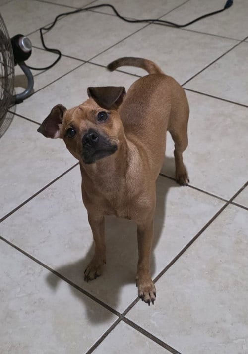 Photo of Zeus, adoptable Chihuahua in Albion, New York
