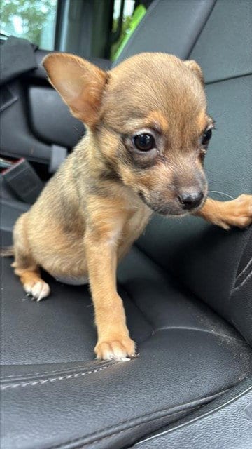 Photo of Elphie, adoptable Chihuahua in Houston, Texas