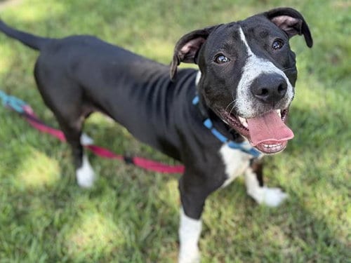 Photo of Osiris, adoptable American Staffordshire Terrier in Tallahassee, Florida