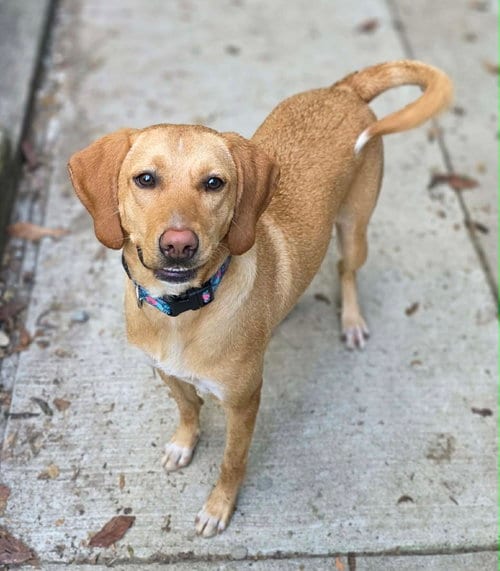 Photo of Carmella, adoptable Labrador Retriever in Woodsfield, Ohio