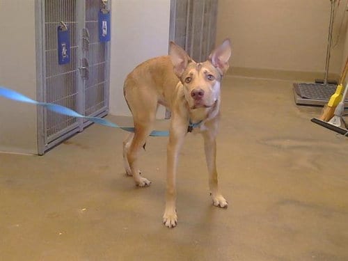 Photo of Marty, adoptable German Shepherd Dog in Sacramento, California