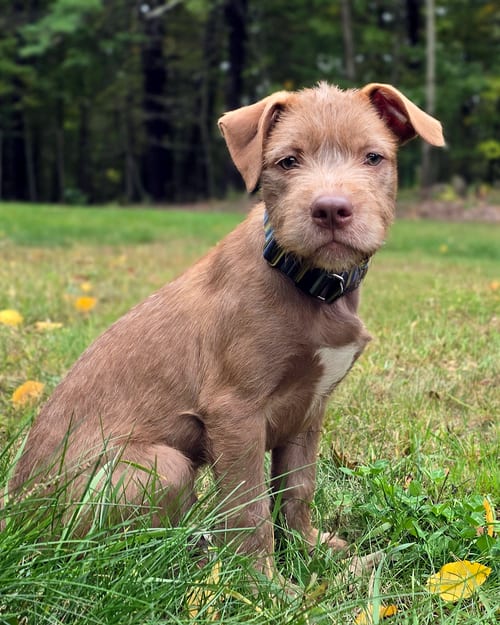 Photo of Cheerio, adoptable Schnauzer in Westminster, Massachusetts