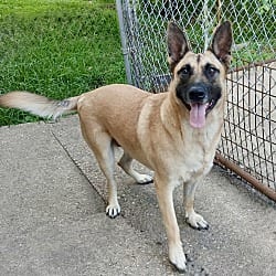 Photo of Freya, adoptable German Shepherd Dog Belgian Malinois in Yorkville, Illinois