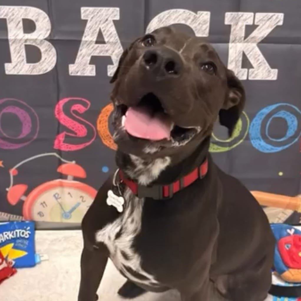 Photo of Val, adoptable Boxer / Mix in San Antonio, Texas