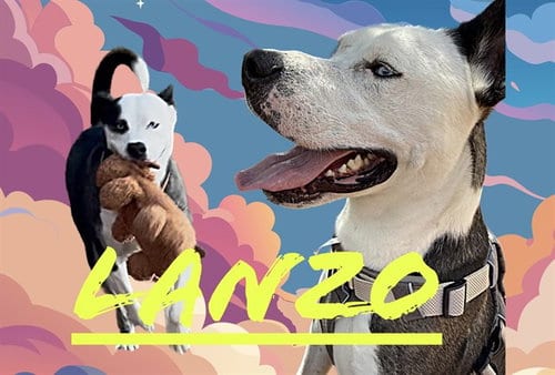 Photo of Lanzo, adoptable Labrador Retriever in Albuquerque, New Mexico