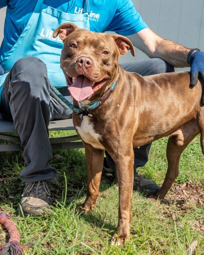 Photo of Calando, adoptable dog in Chamblee, Georgia