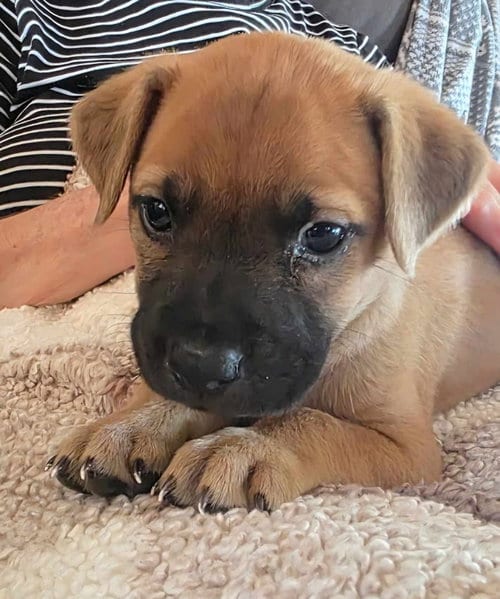 Photo of Polly, adoptable Boxer in Holly Springs, North Carolina