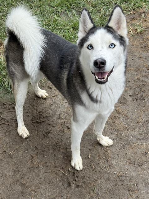Photo of Tanner, adoptable Siberian Husky in Riverside, California