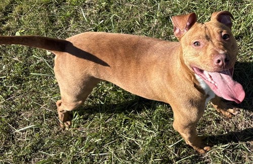 Photo of Rudy, adoptable Pit Bull Terrier in Panama City, Florida