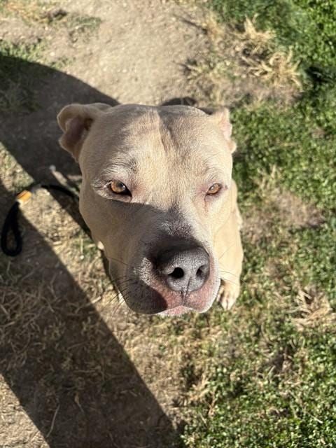 Photo of Dakota, adoptable American Bulldog in Pueblo, Colorado