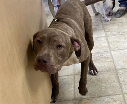 Photo of Barn Yard, adoptable Pit Bull Terrier in Norfolk, Virginia
