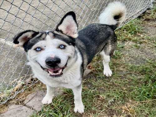 Photo of Arctic, adoptable Siberian Husky in Houston, Texas