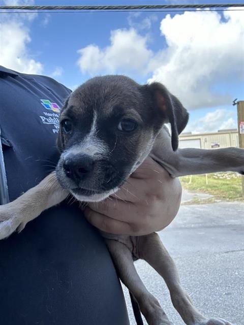 Photo of A661880, adoptable German Shepherd Dog in Houston, Texas
