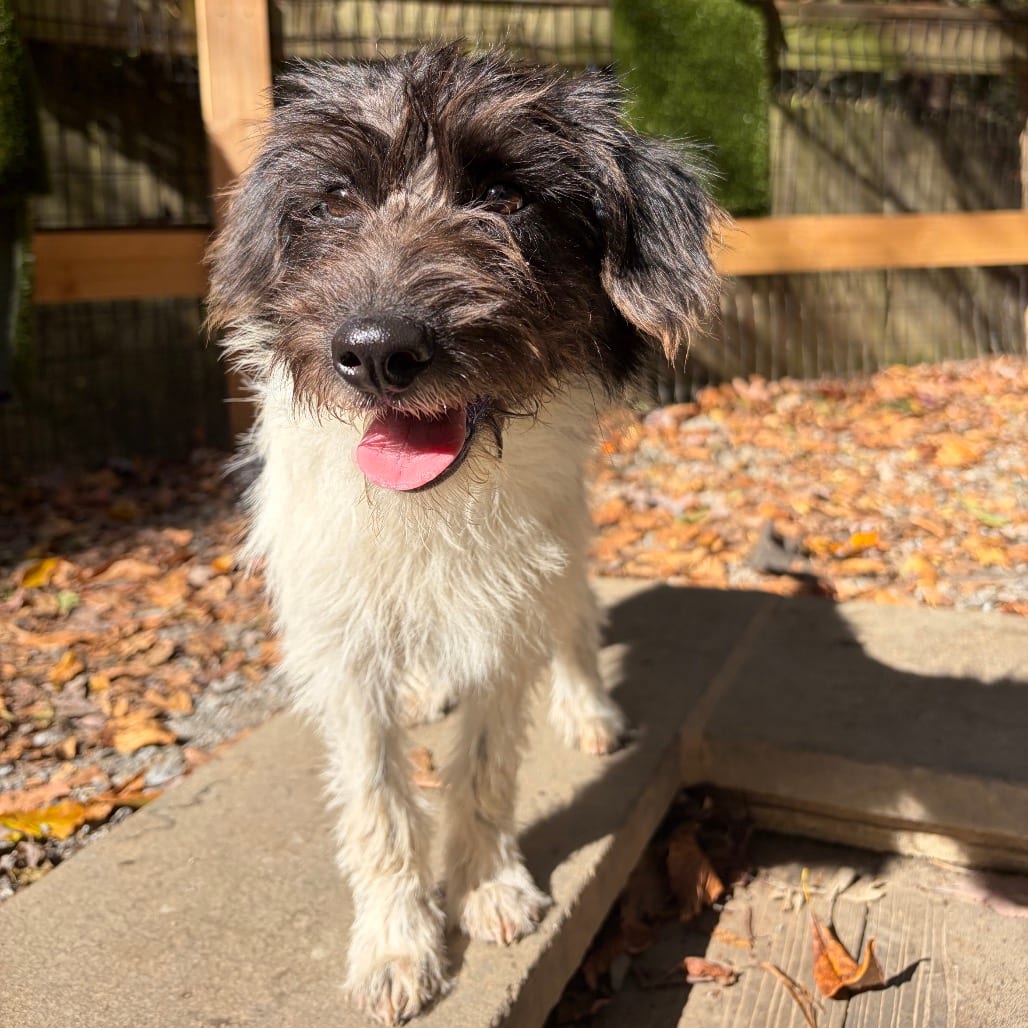 Photo of Bernadette, adoptable Poodle / Terrier, Fox in West Chester, Pennsylvania