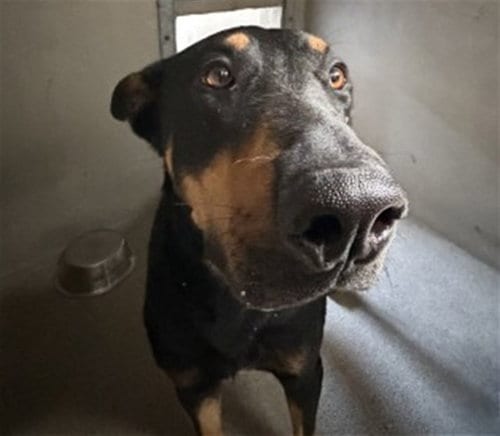 Photo of Miles, adoptable Doberman Pinscher in San Bernardino, California